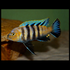 Cynotilapia zebroides cichlid by amazoo.in