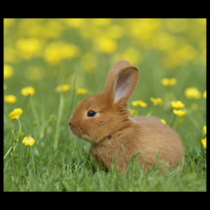 Mini Satin Rabbit by amazoo.in