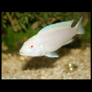 snow white cichlid by amazoo.in