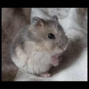 hamster small pet by amazoo.in