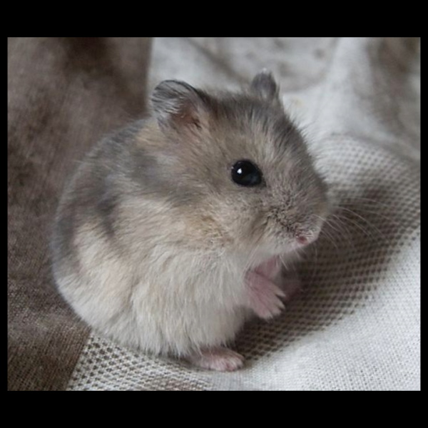 hamster small pet by amazoo.in