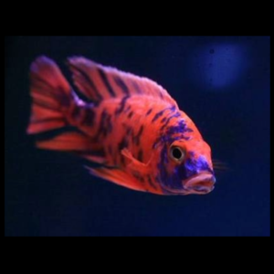 rainbow peacock ob cichlids by amazoo.in