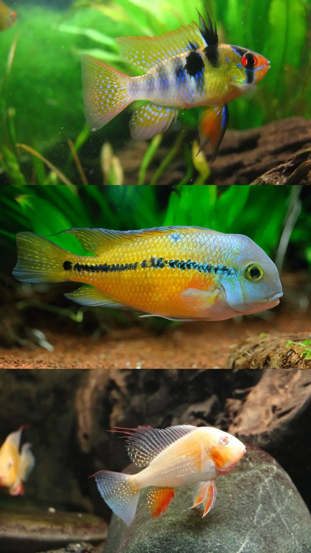 New world american cichlids by amazoo.in