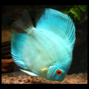 cobalt blue discus by amazoo.in
