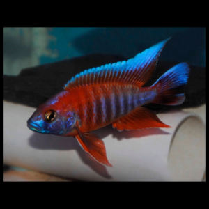 eureka peacock cichlid by amazoo.in