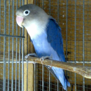 Cobalt Mask Lovebird by amazoo.in
