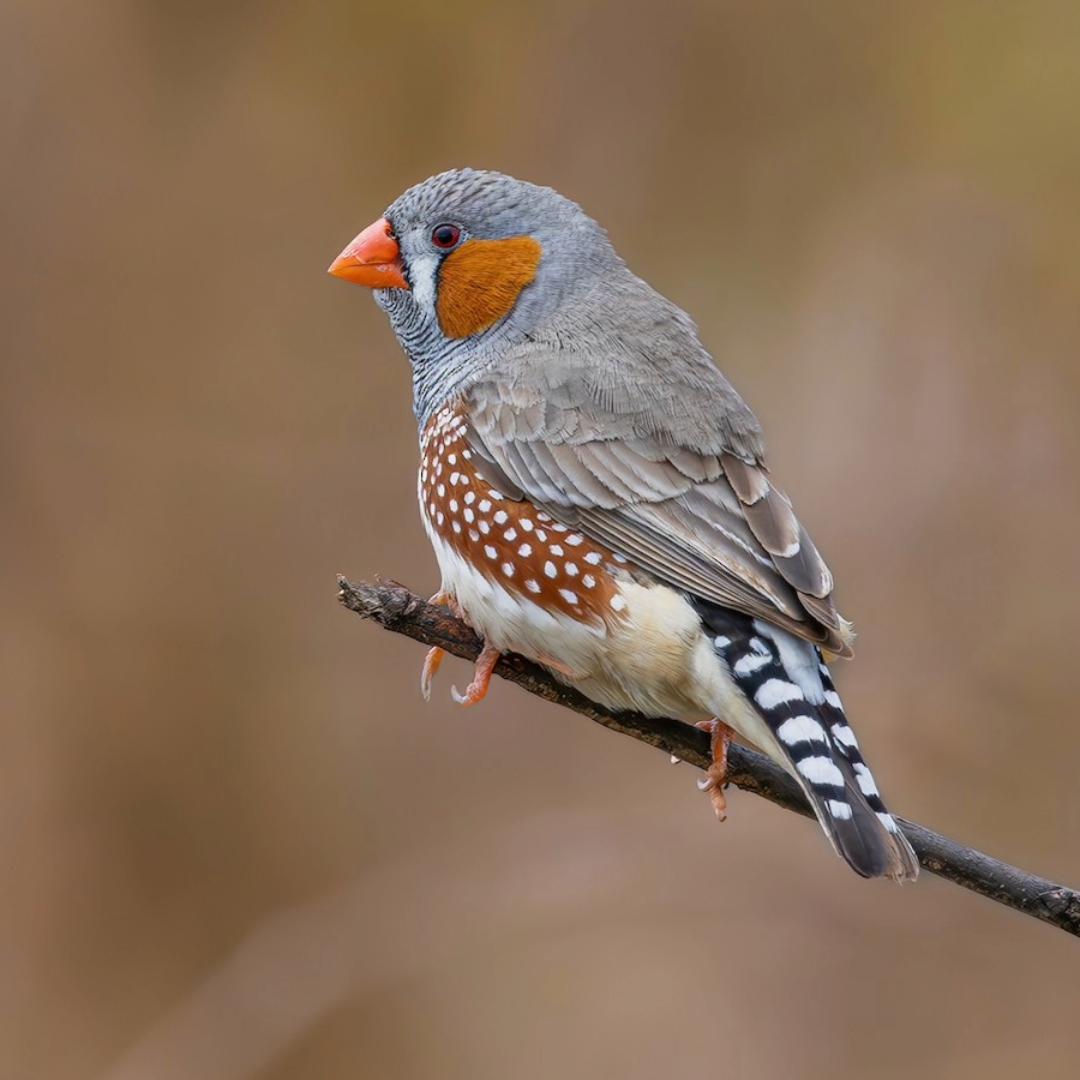 "Zebra finches by amazoo"