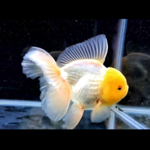 lemon head oranda goldfish by amazoo.in