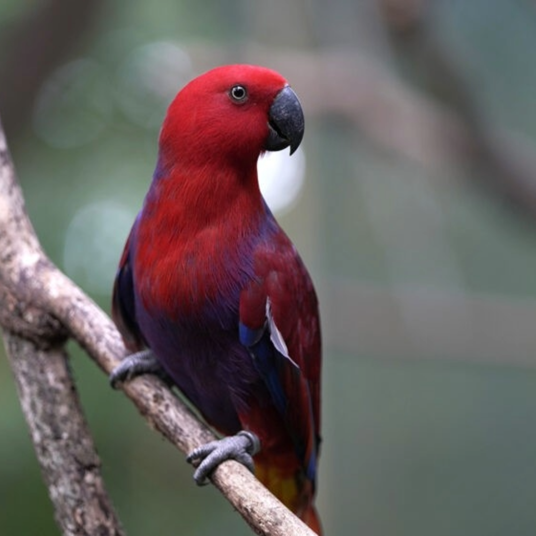 eclectus female parrot by amazoo.in