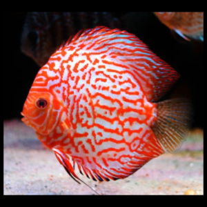 discus fish by amazoo.in