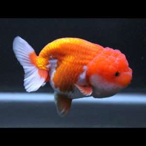 Lion Head Ranchu goldfish by amazoo.in