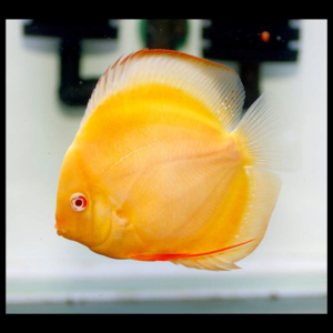 Millenium Golden discus by amazoo.in