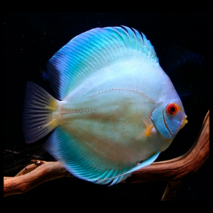 blue diamond discus by amazoo.in