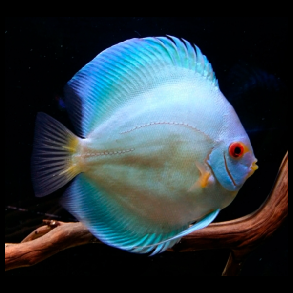 blue diamond discus by amazoo.in