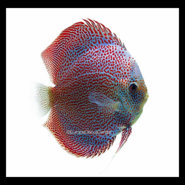 spider leopard discus by amazoo.in
