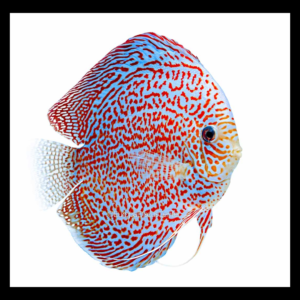 masaic discus fish by amazoo.in