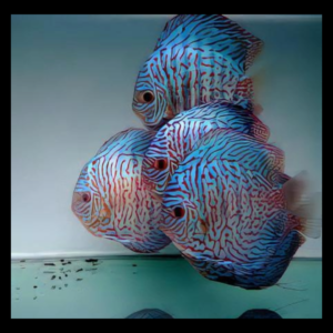 discus fishes by amazoo.in