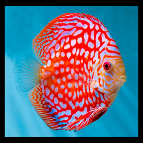 red map discus fish by amazoo.in
