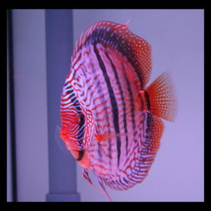 heakal cross discus by amazoo.in