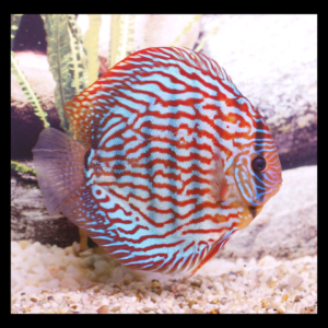 leopard spotted discus fish by amazoo.in