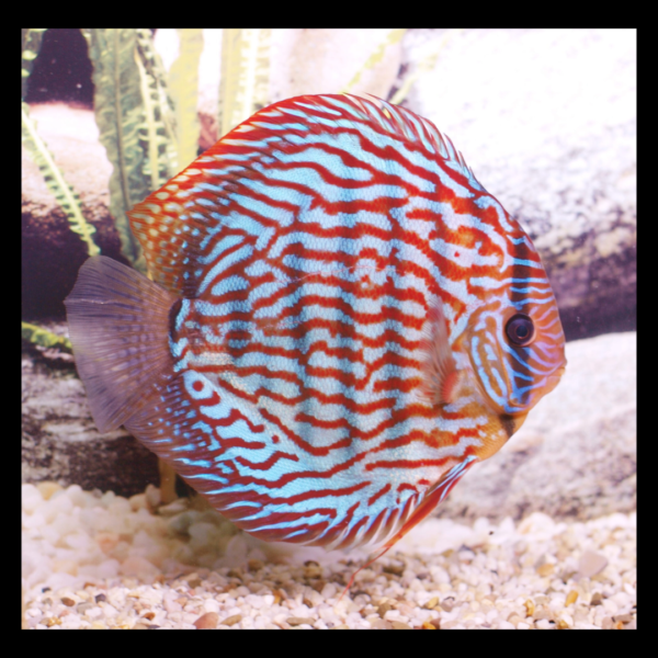 leopard spotted discus fish by amazoo.in