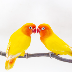 Lutino opaline lovebirds by amazoo.in