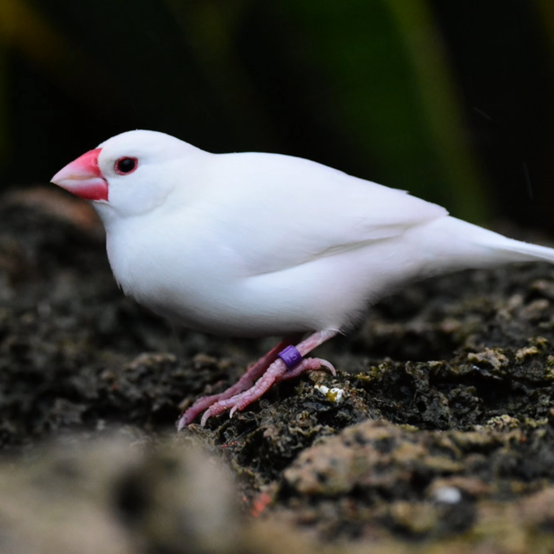 "white java finches By Amazoo"