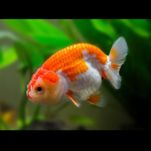 ranchu goldfish by amazoo.in