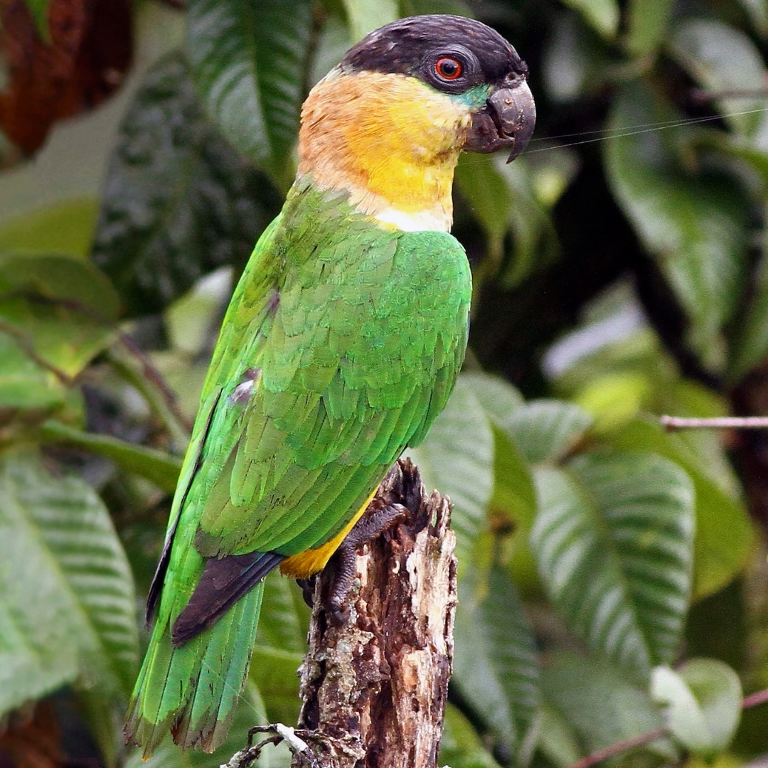 "poicephalus" by amazoo.in