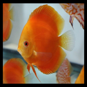 orange melon discus by amazoo.in
