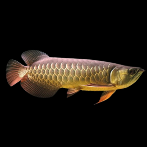 Malaysian Crossback Golden by amazoo.in