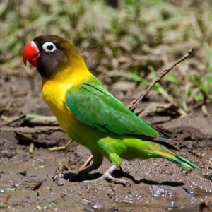 Yellow-collared lovebird by amazoo.in