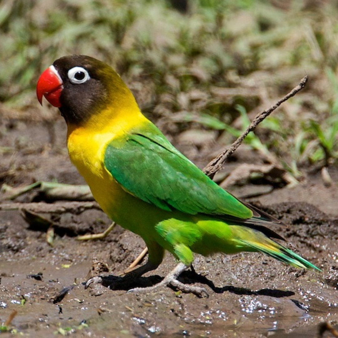Yellow-collared lovebird by amazoo.in