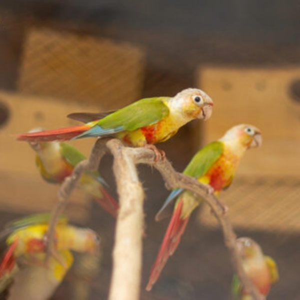 Pineapple conure by amazoo.in