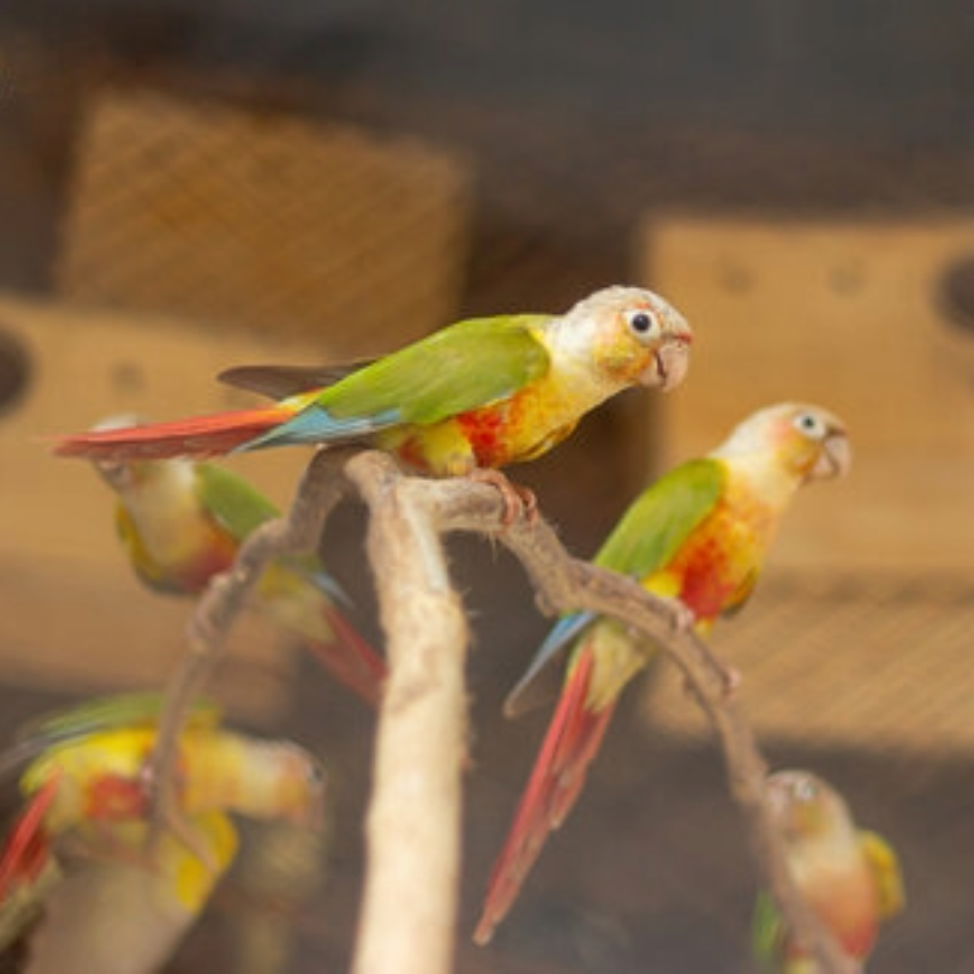Pineapple conure by amazoo.in