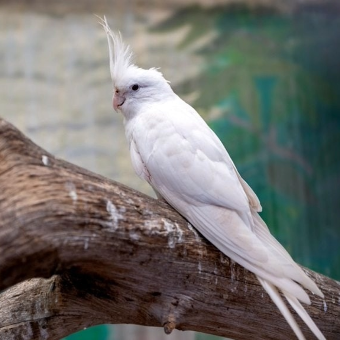 Albino Cockatiel by amazoo.in