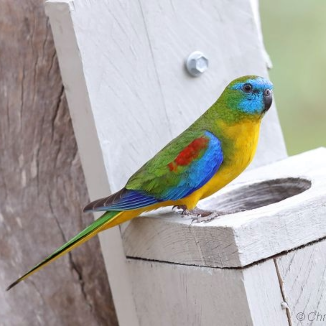 full red fronted birds by amazoo.in