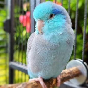 blue parrotlet by amazoo.in