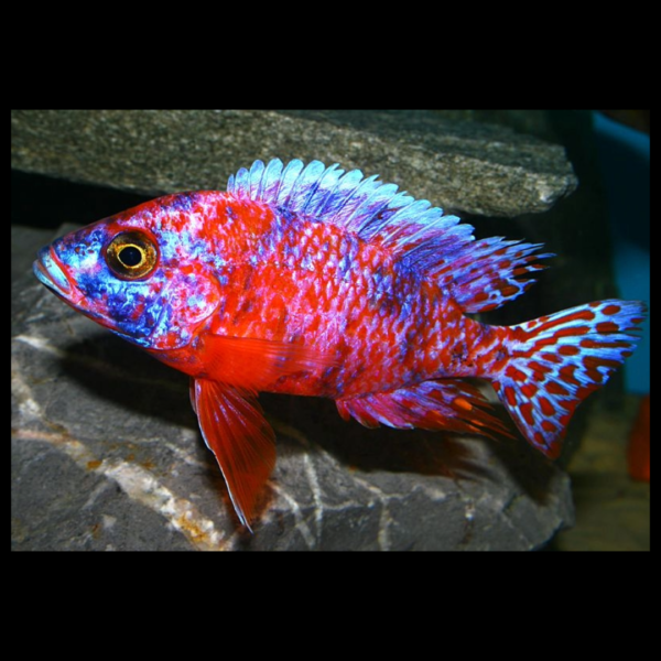Rainbow Ob Peacock cichlid by amazoo.in