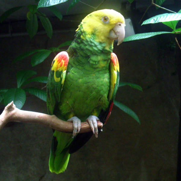 "yellow headed amazon parrot" by amazoo.in