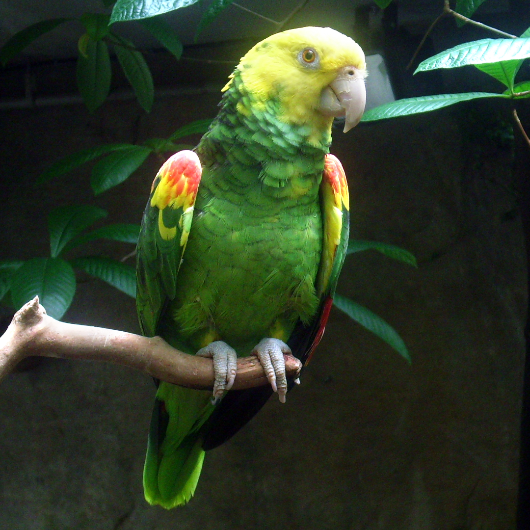 "yellow headed amazon parrot" by amazoo.in