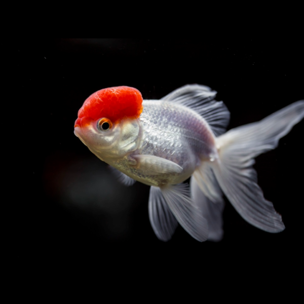 red cap oranda goldfish by amazoo.in