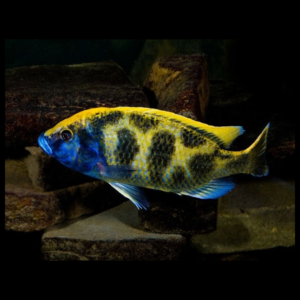 venus cichlid by amazoo.in