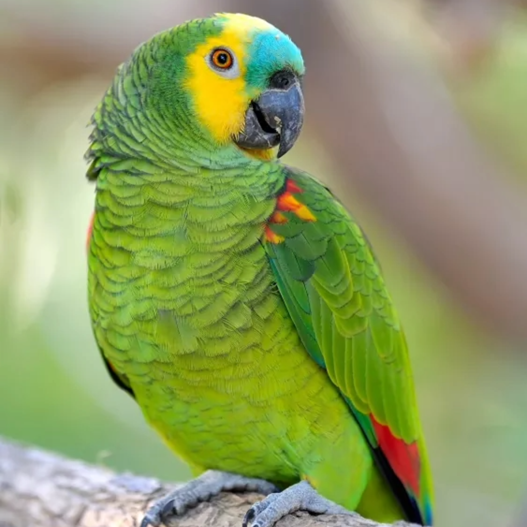 "Blue Fronted amazon parrot" by amazoo.in