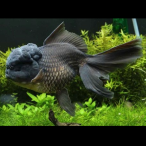 Black oranda goldfish by amazoo.in