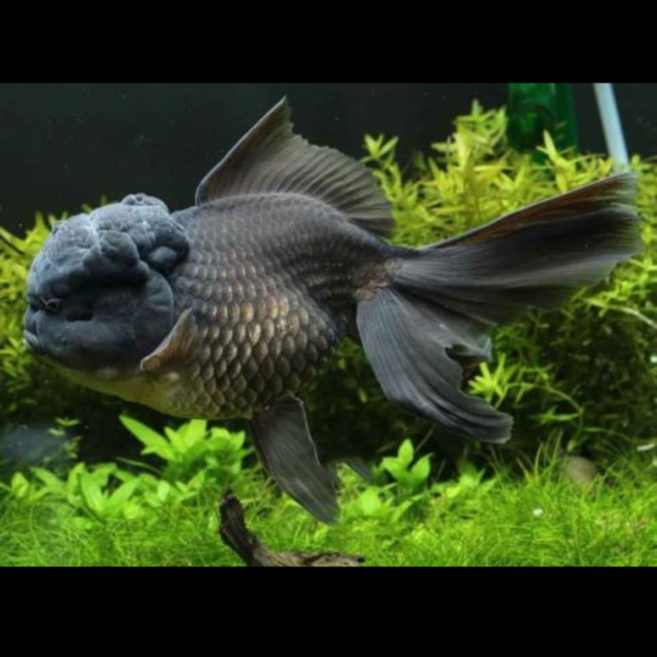 Black oranda goldfish by amazoo.in