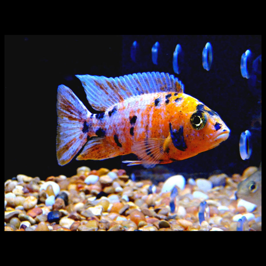Orange Ob Peacock Cichlid by amazoo.in