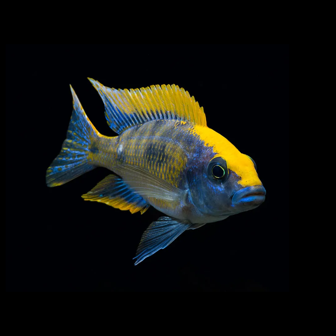sulfur head cichlids by amazoo.in