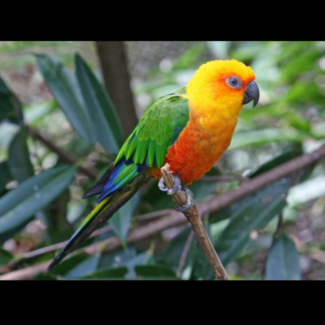 jenday conure birds by amazoo.in