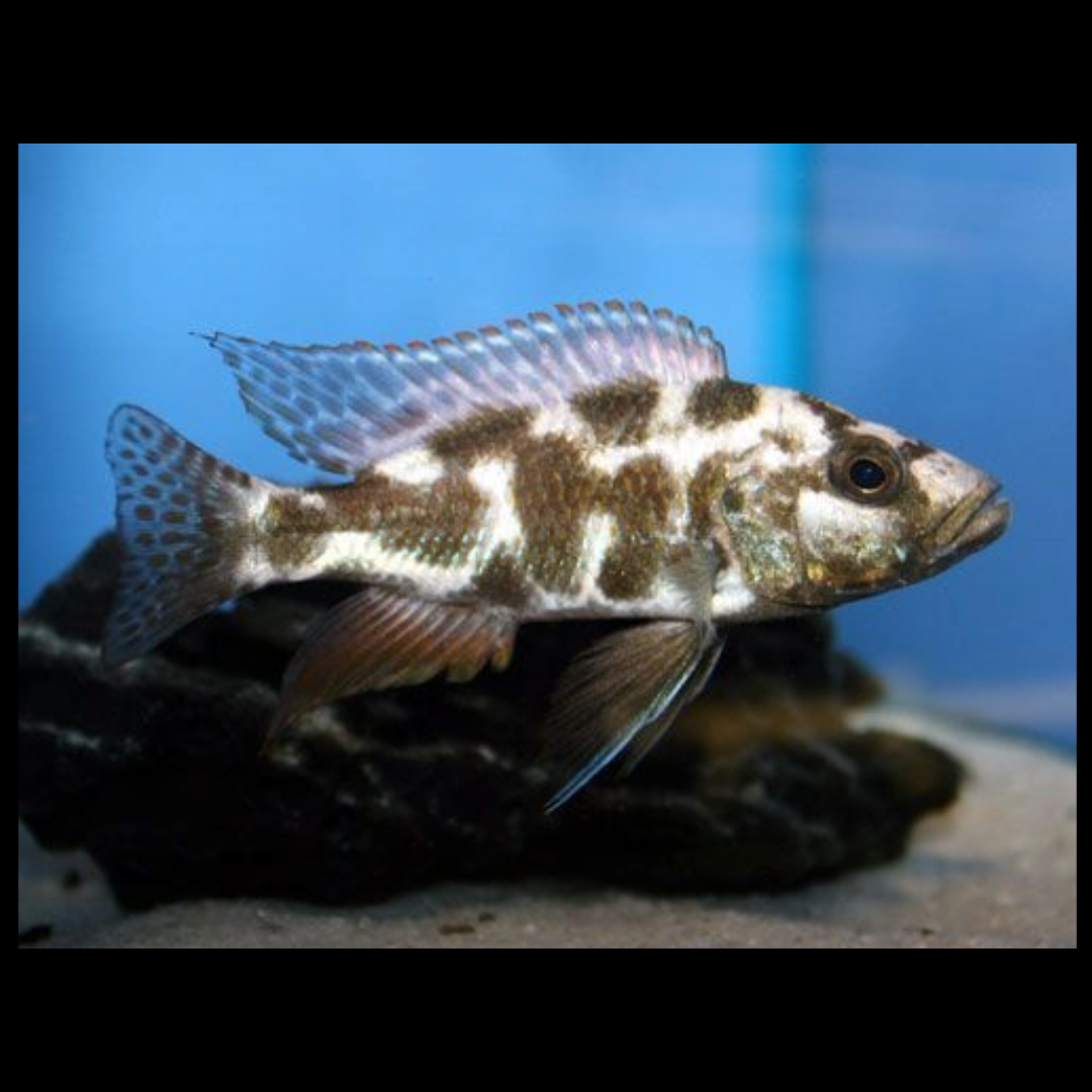 livingstoni cichlids by amazoo.in